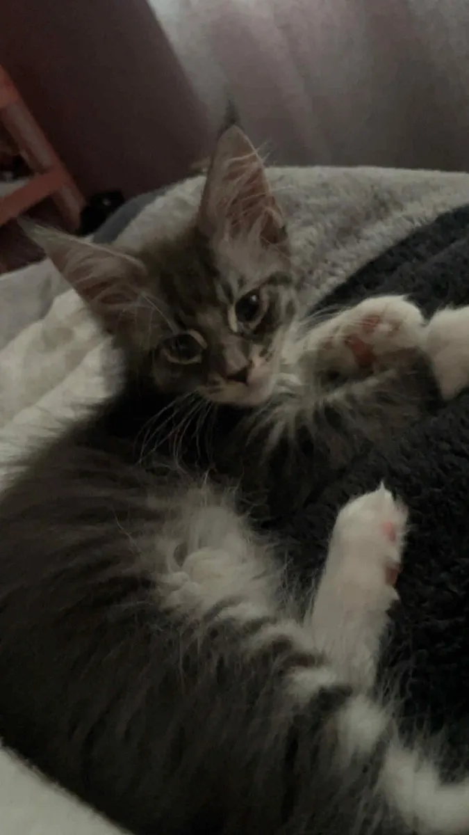 Maine Coon Kittens - Image 2