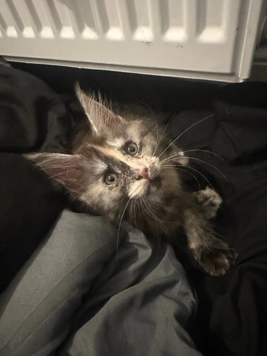 Maine Coon Kittens - Image 3