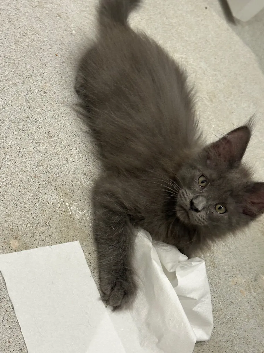 Maine Coon Kittens - Image 4