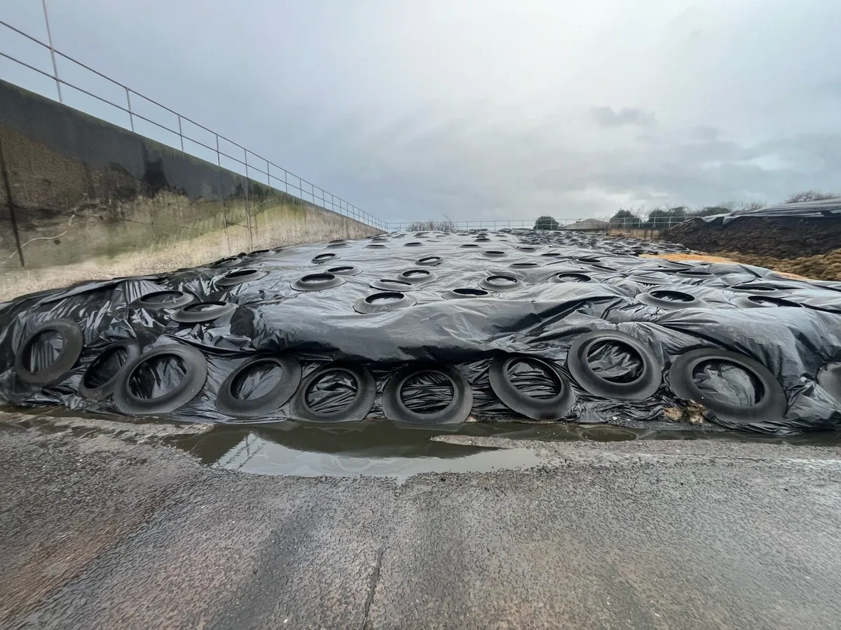 4th cut pit silage - Image 2