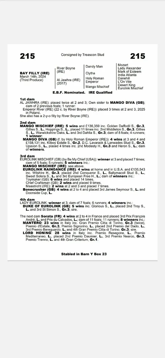 TB Yearling filly - Image 4