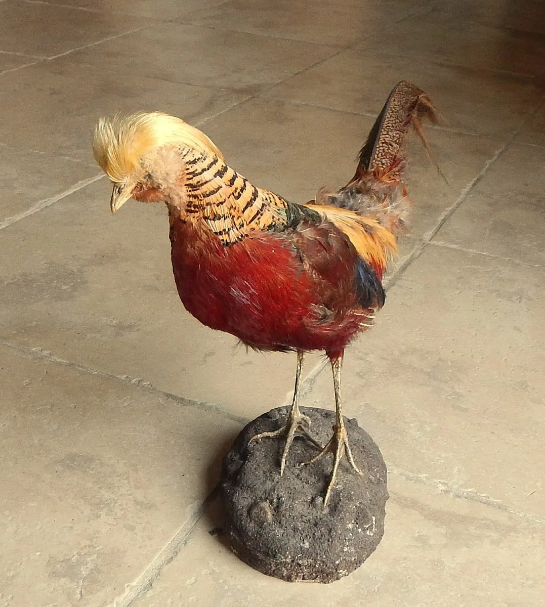 Vintage Taxidermy of Golden Pheasant - Image 2