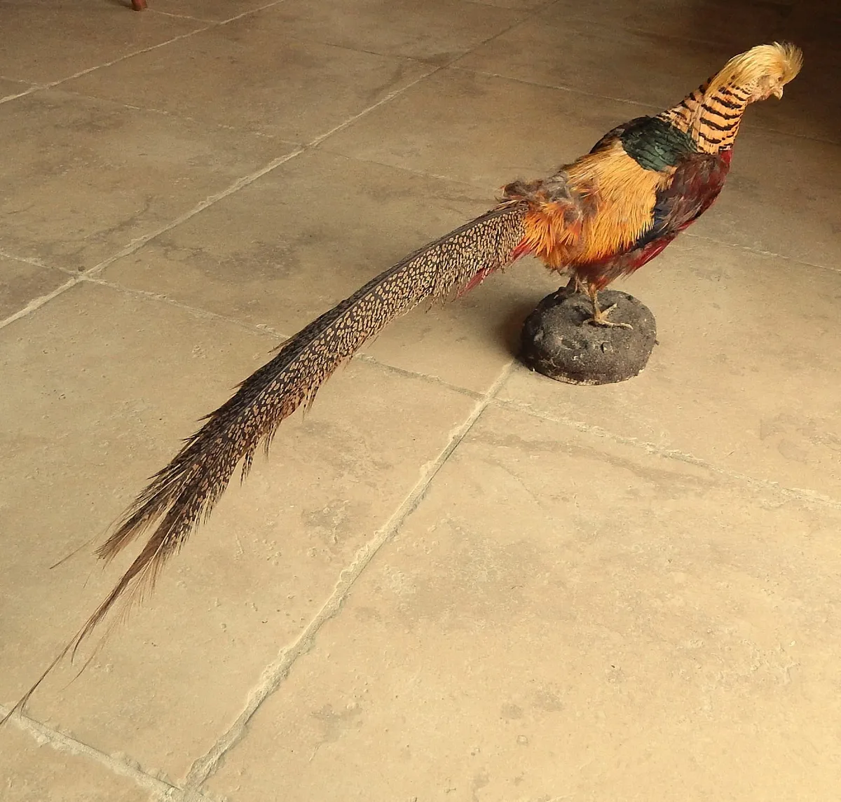 Vintage Taxidermy of Golden Pheasant - Image 3