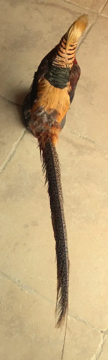Vintage Taxidermy of Golden Pheasant - Image 4