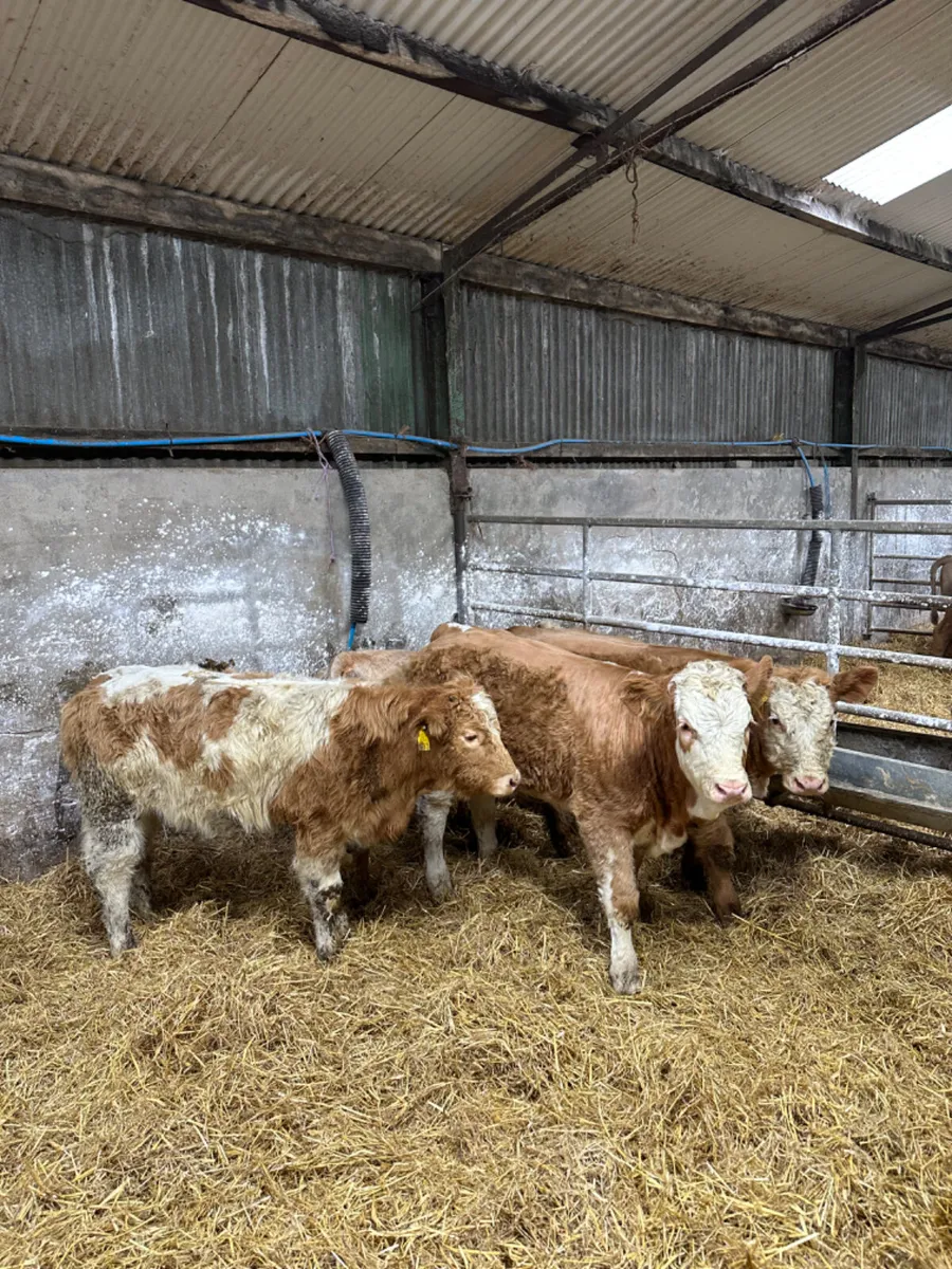 Charolais heifers - Image 2