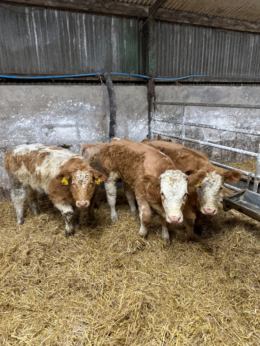 Charolais heifers - Image 3