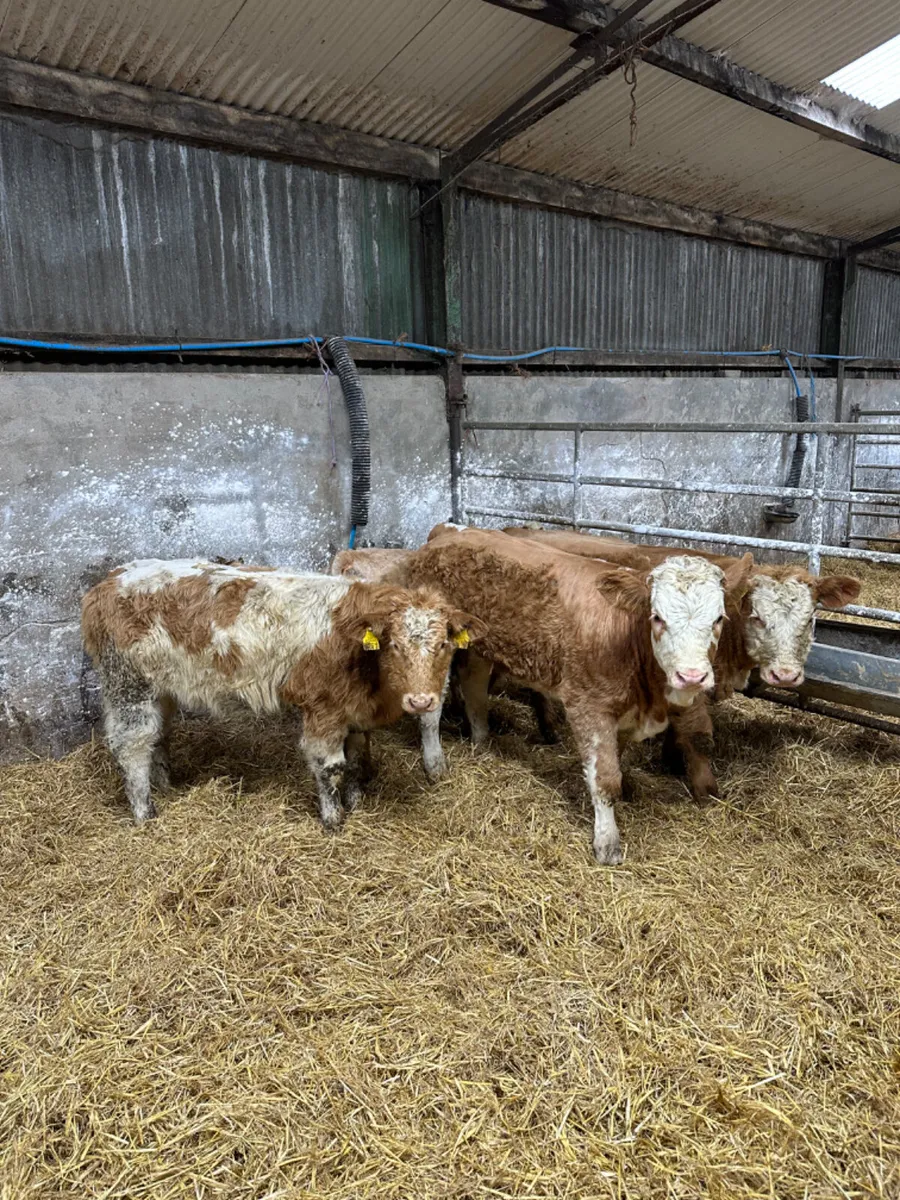 Charolais heifers - Image 1
