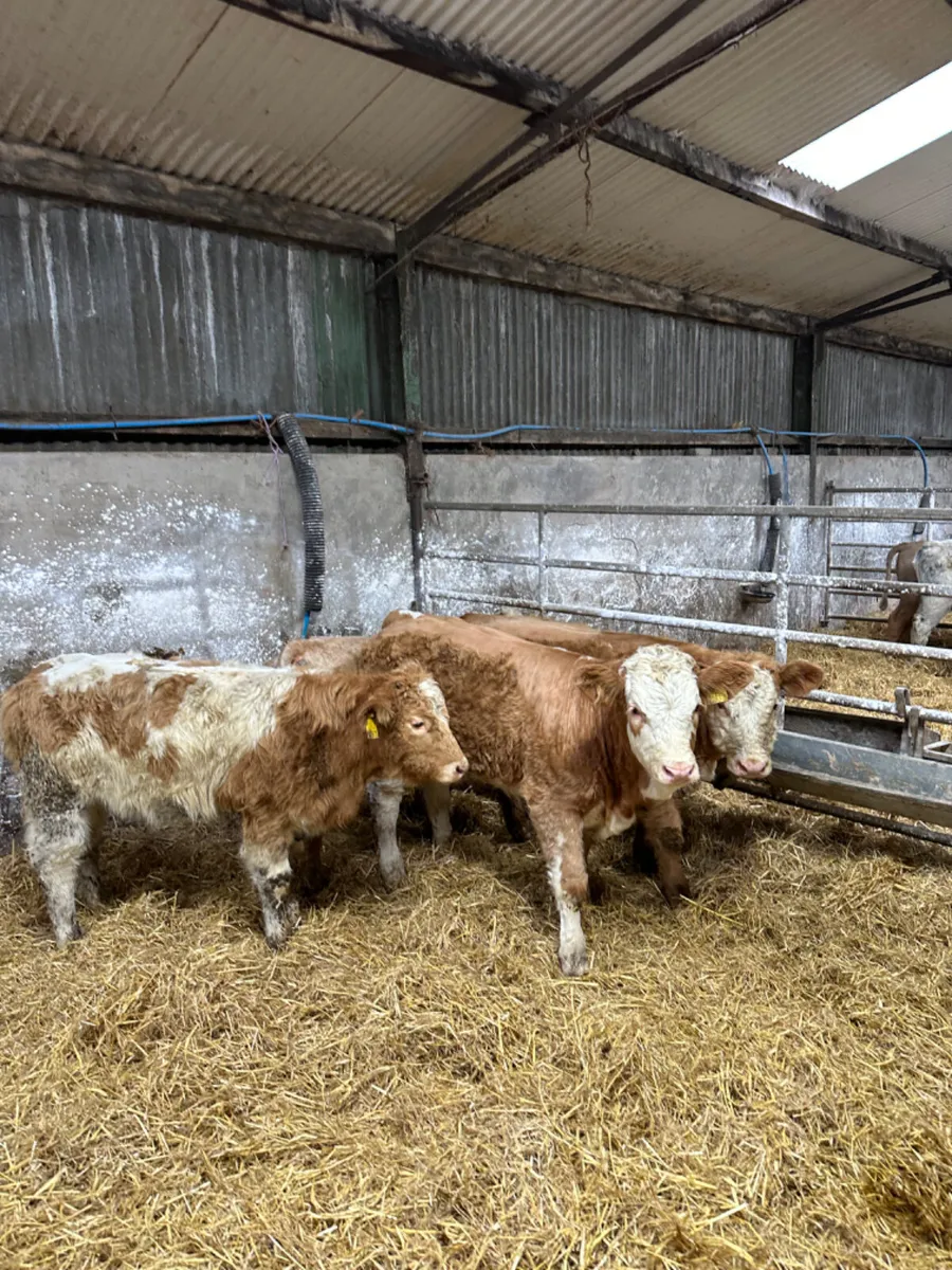 Charolais heifers - Image 4