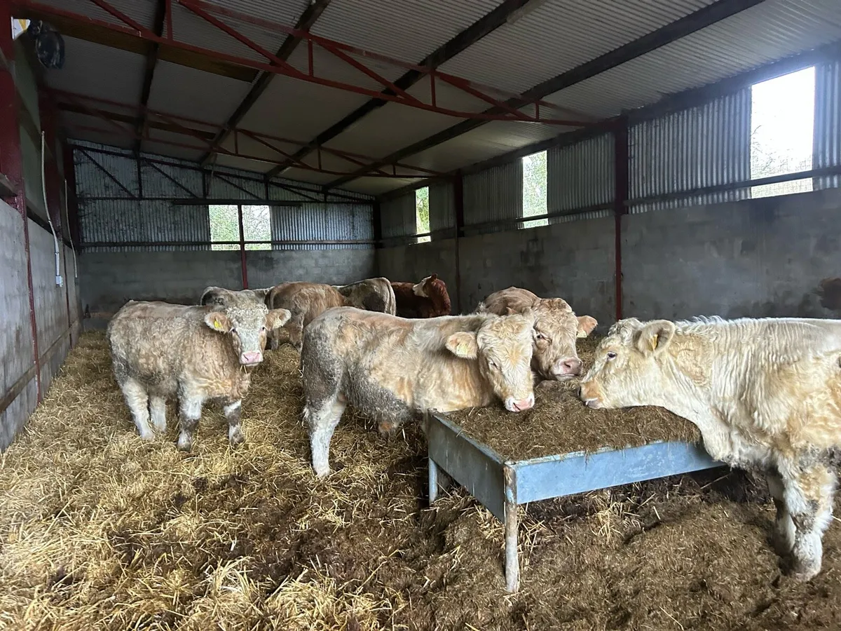 CHX Weanling Bulls - Image 1