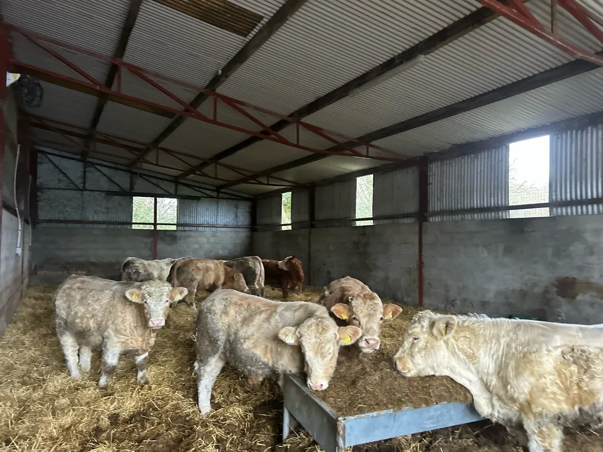 CHX Weanling Bulls - Image 2