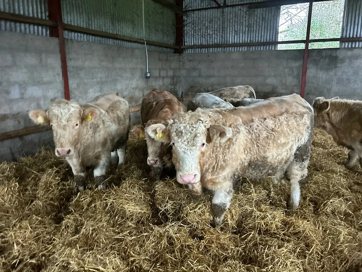 CHX Weanling Bulls - Image 3