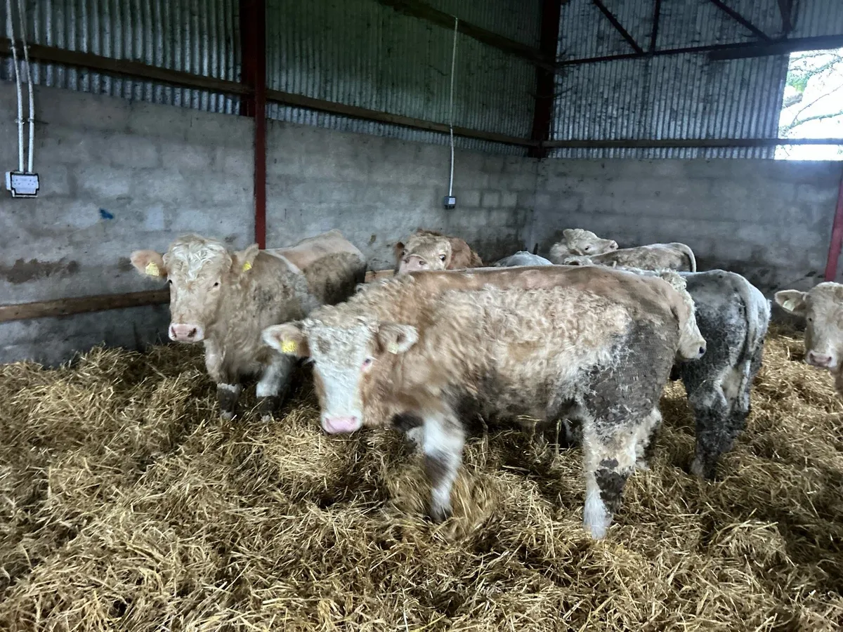 CHX Weanling Bulls - Image 4