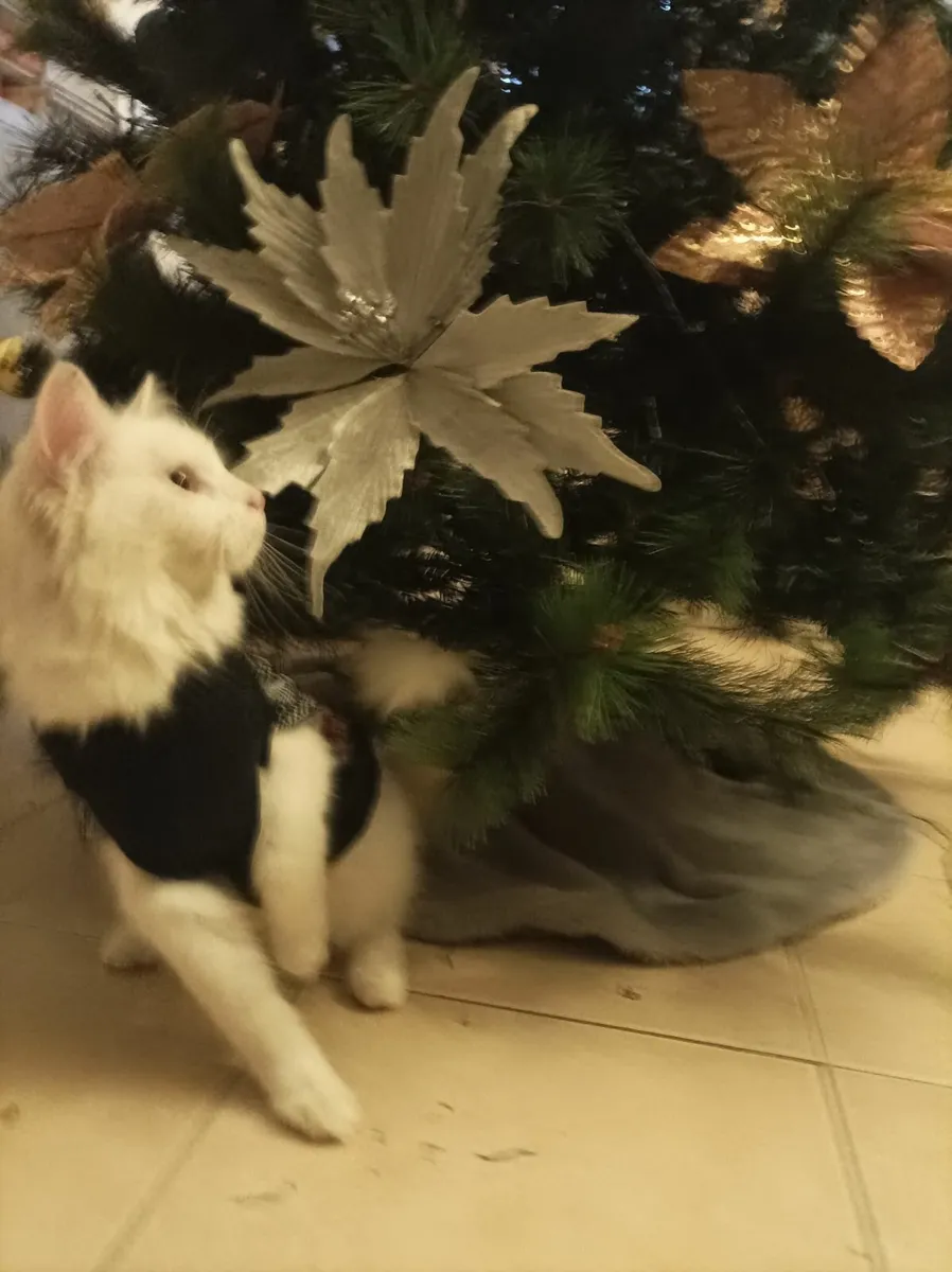 Turkish Van Kittens - Image 2