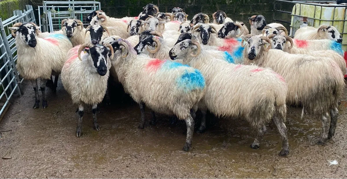 7 Broken Mouth Scotch ewes,ok for Breeding