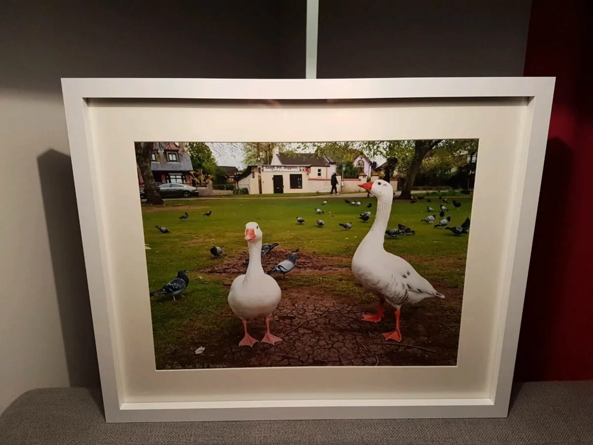 The Lough, Cork - Image 1