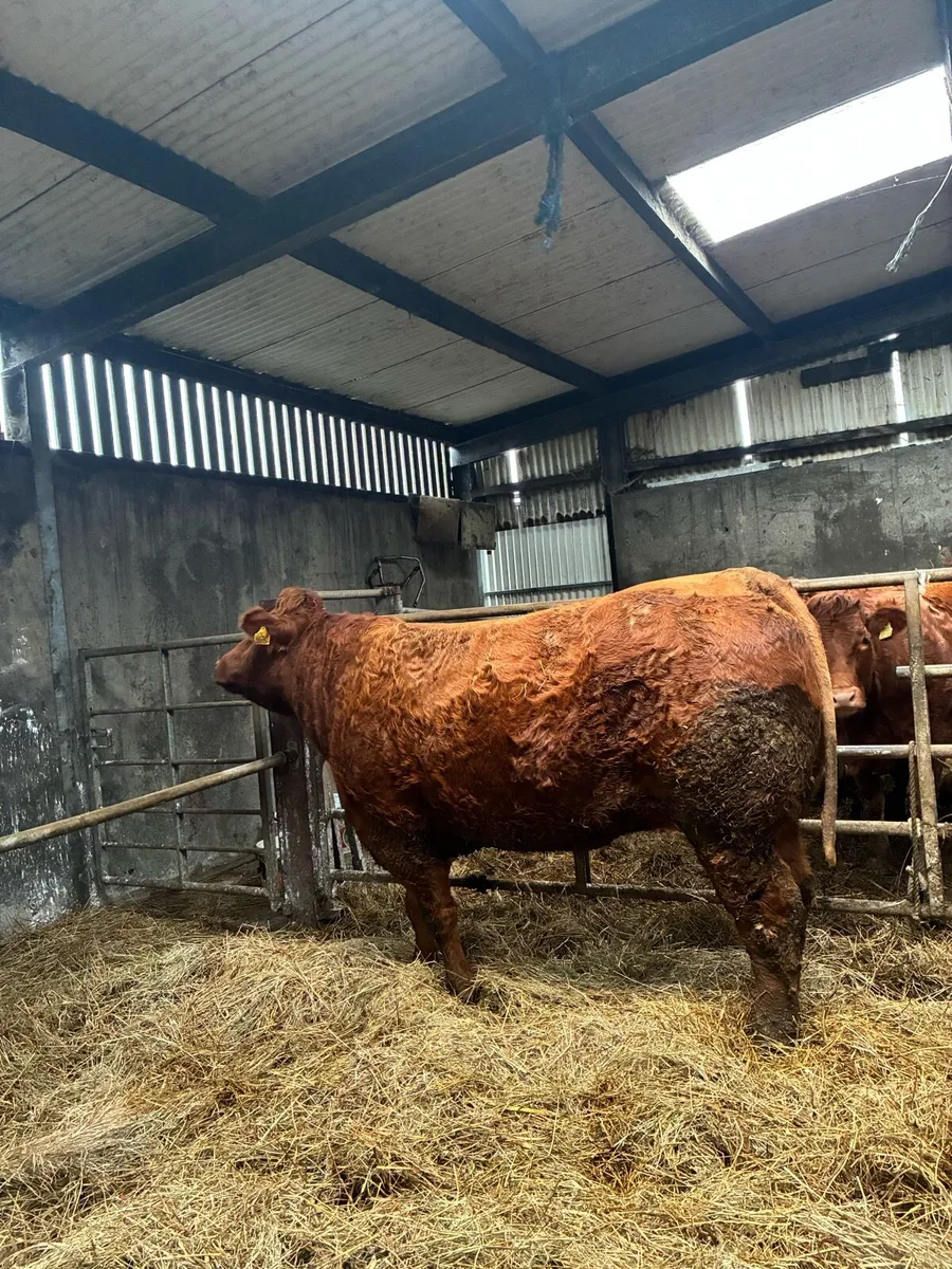 ⭐️Springers⭐️ - Image 1