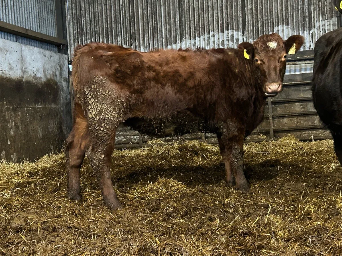 Incalf heifer - Image 1