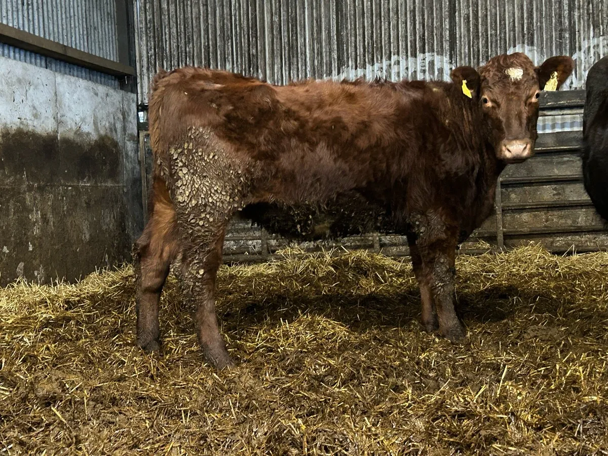 Incalf heifer - Image 2