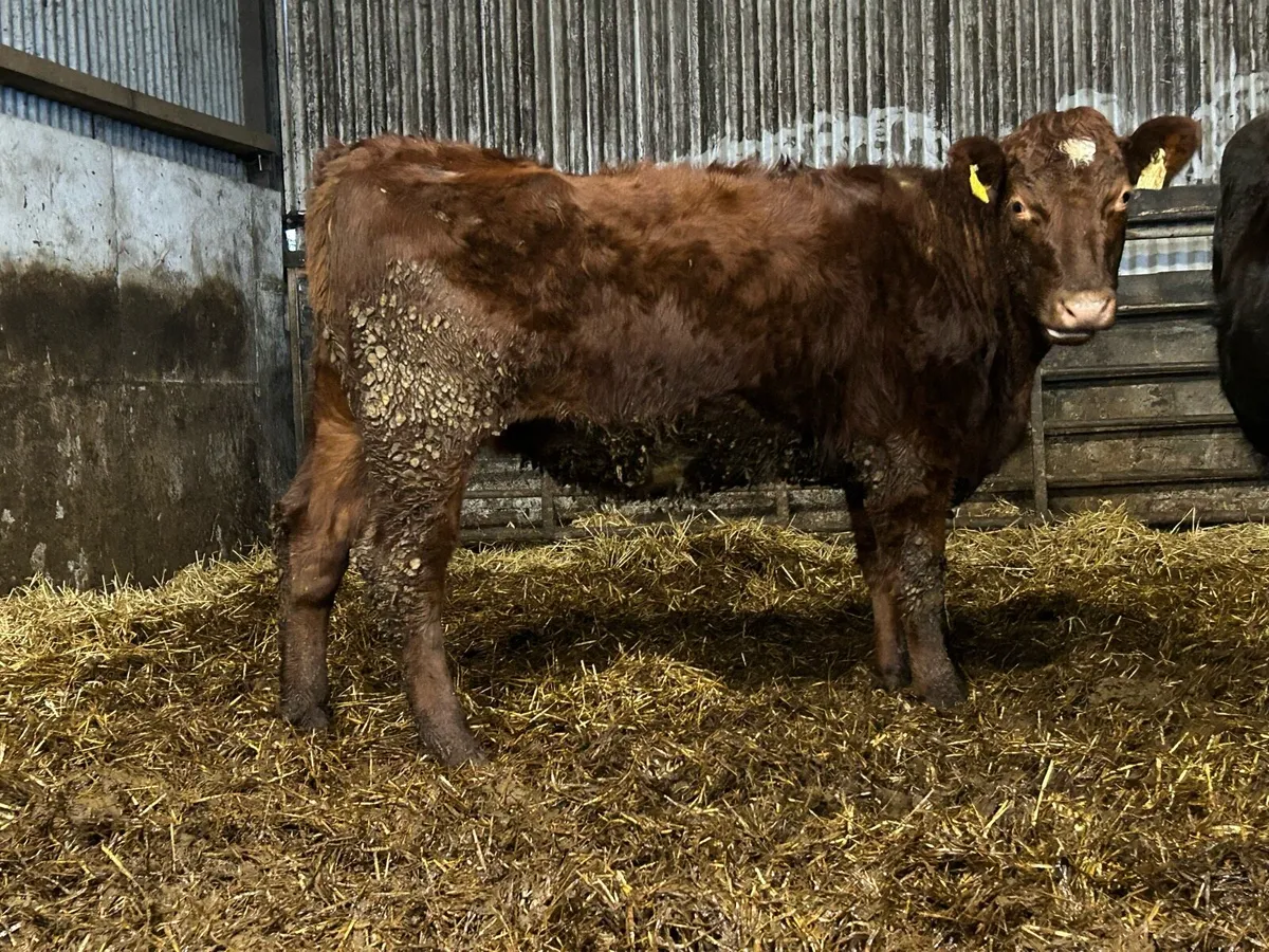 Incalf heifer - Image 3