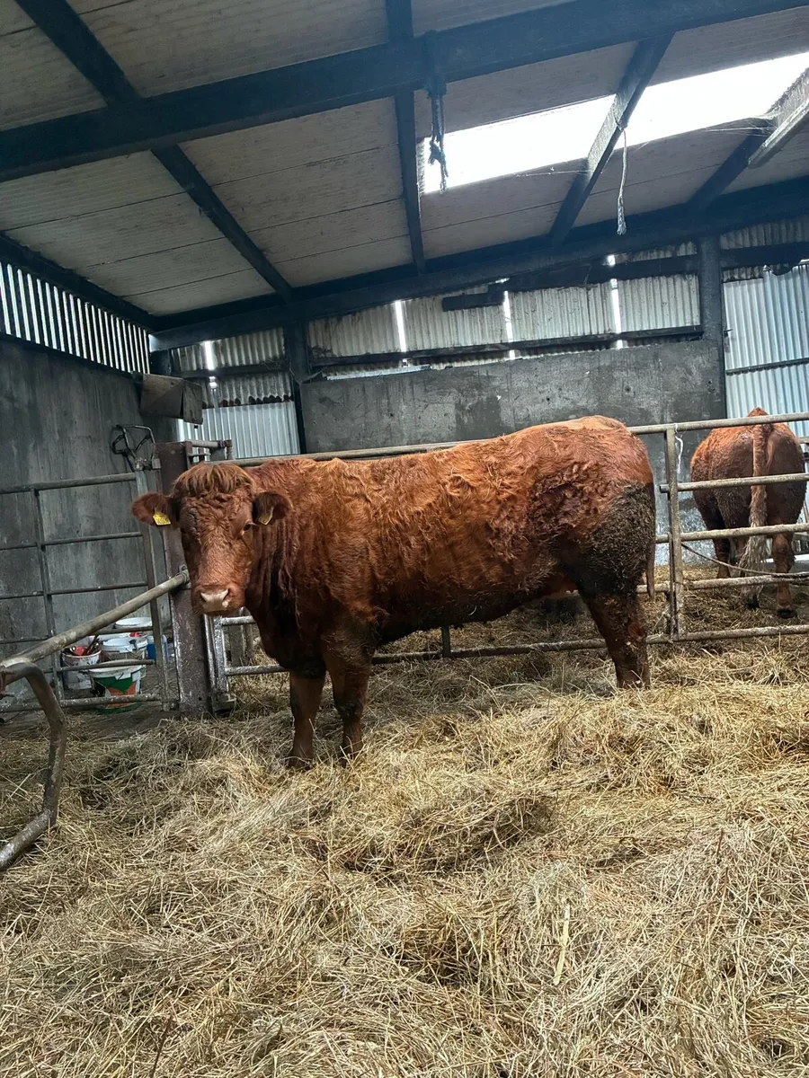 ⭐️Springers⭐️ - Image 2