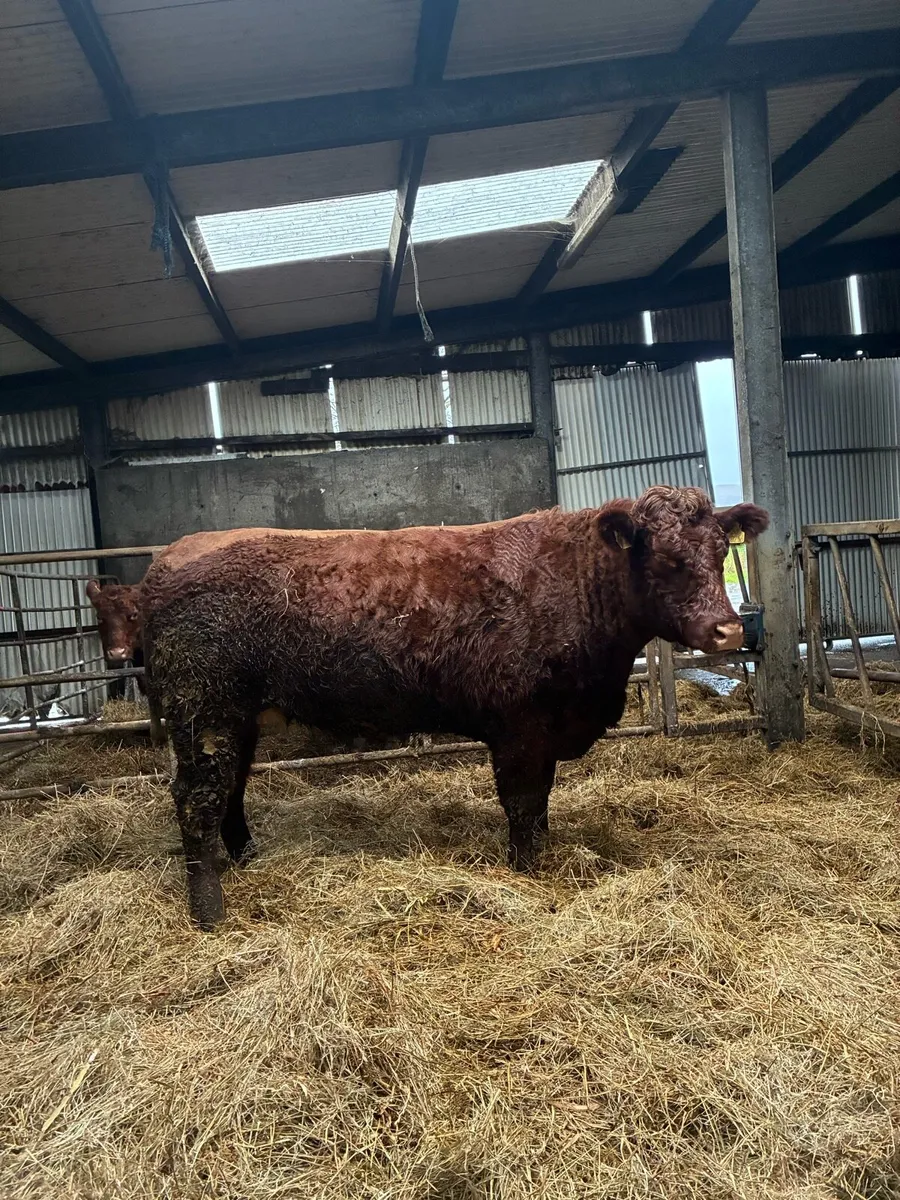 ⭐️Springers⭐️ - Image 4