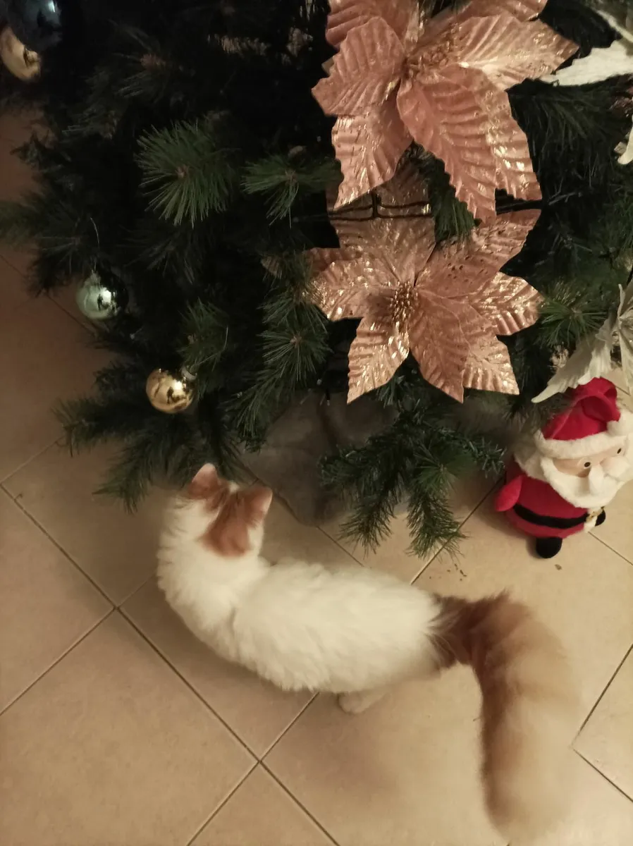 Turkish Van Kittens - Image 4