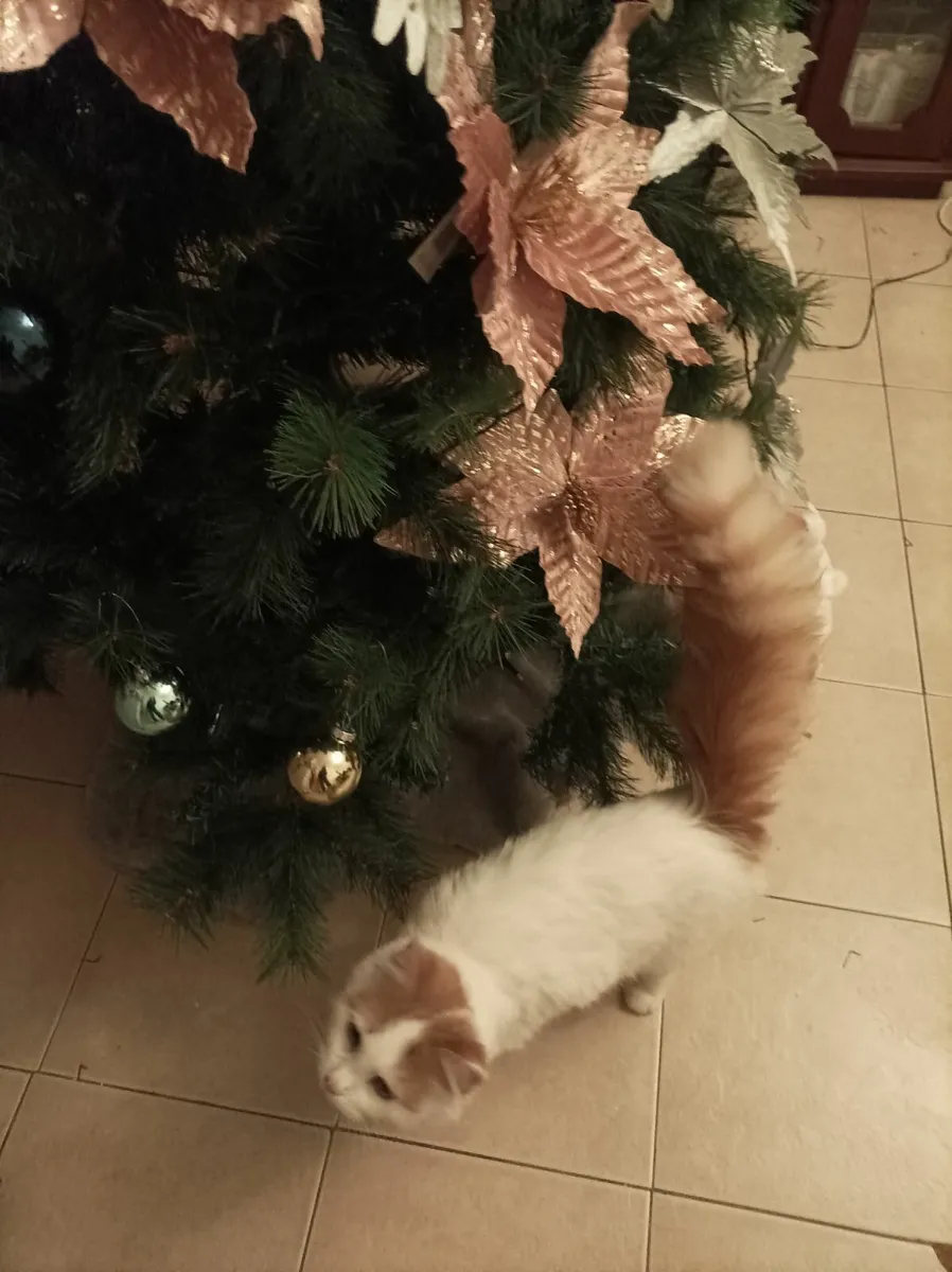 Turkish Van Kittens - Image 3