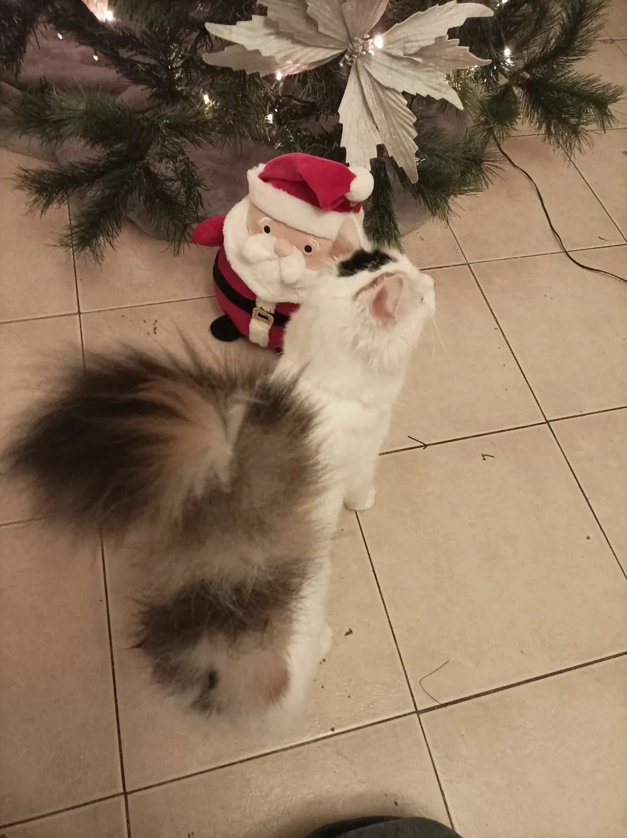 Turkish Van Kittens - Image 1