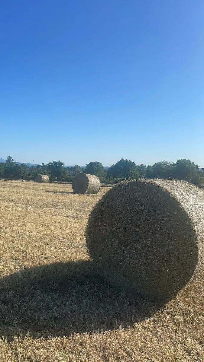 Hay - Image 1