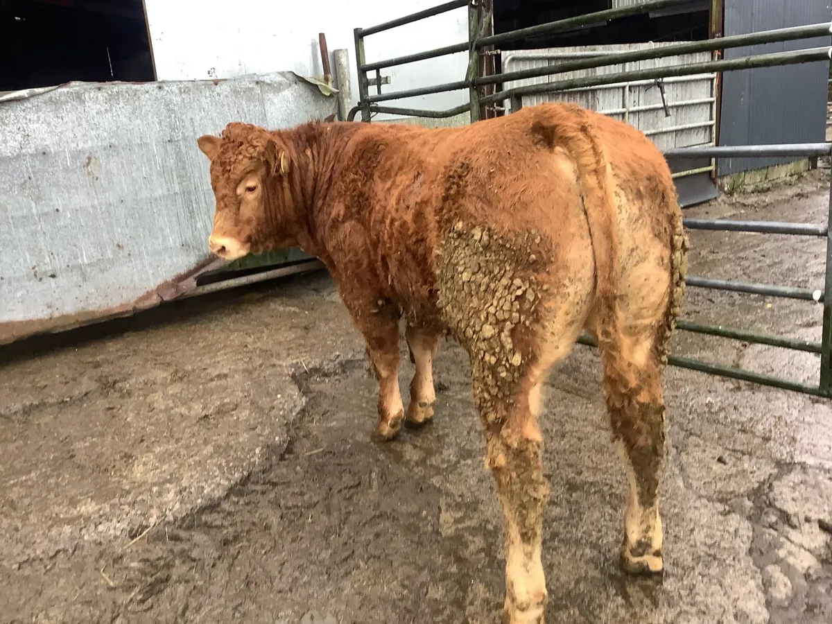 Pedigree registered Limousin bull - Image 2