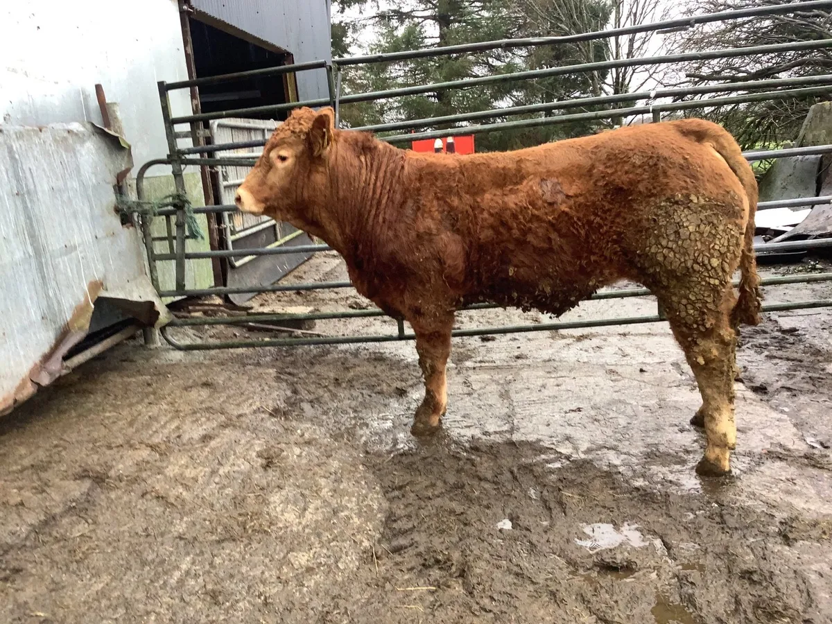 Pedigree registered Limousin bull - Image 3