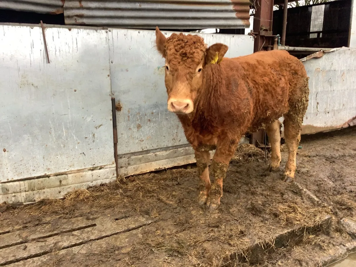 Pedigree registered Limousin bull - Image 4