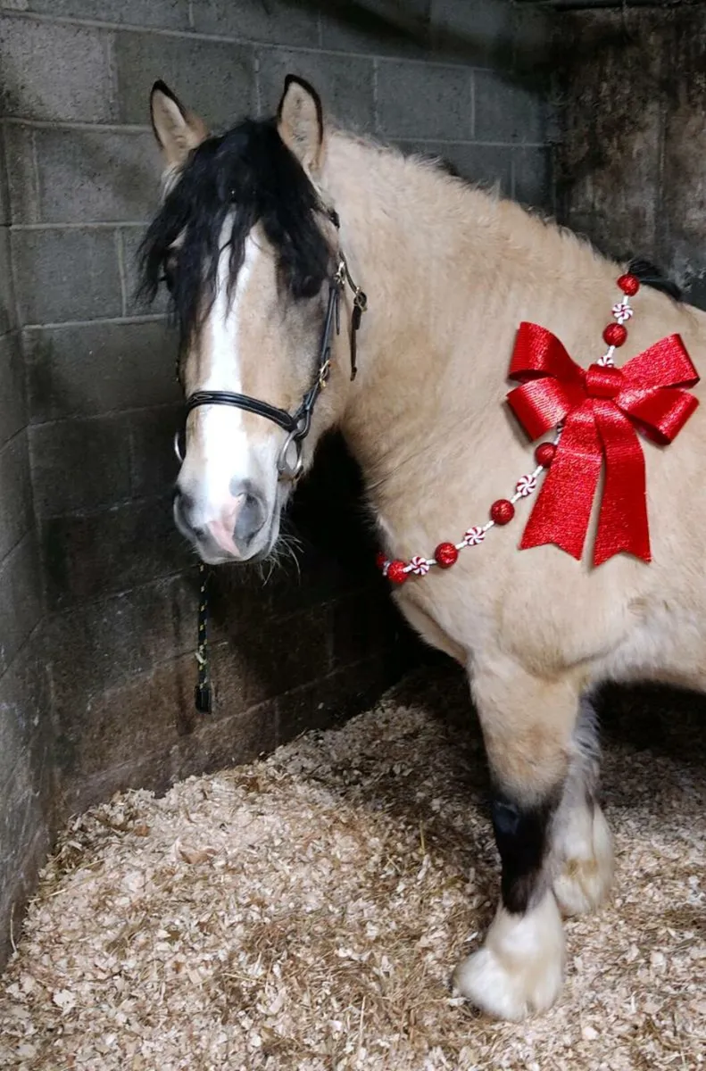 Dun cob  "Merville" - Image 2