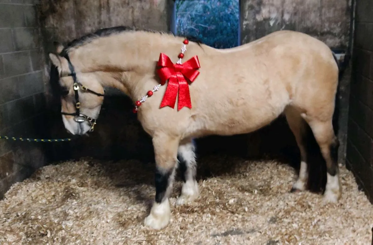 Dun cob  "Merville" - Image 3