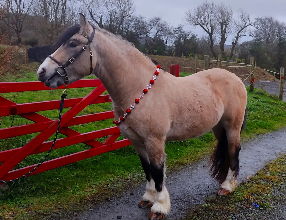 Dun cob  "Merville" - Image 4