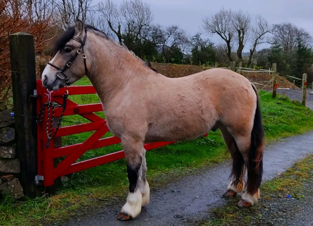 Dun cob  "Merville" - Image 1