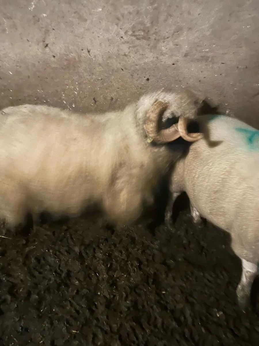 Valais black nose ram - Image 2