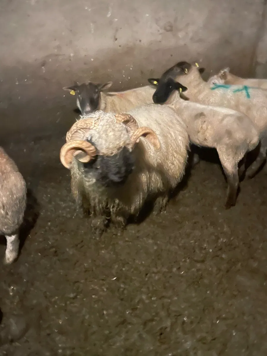 Valais black nose ram - Image 3