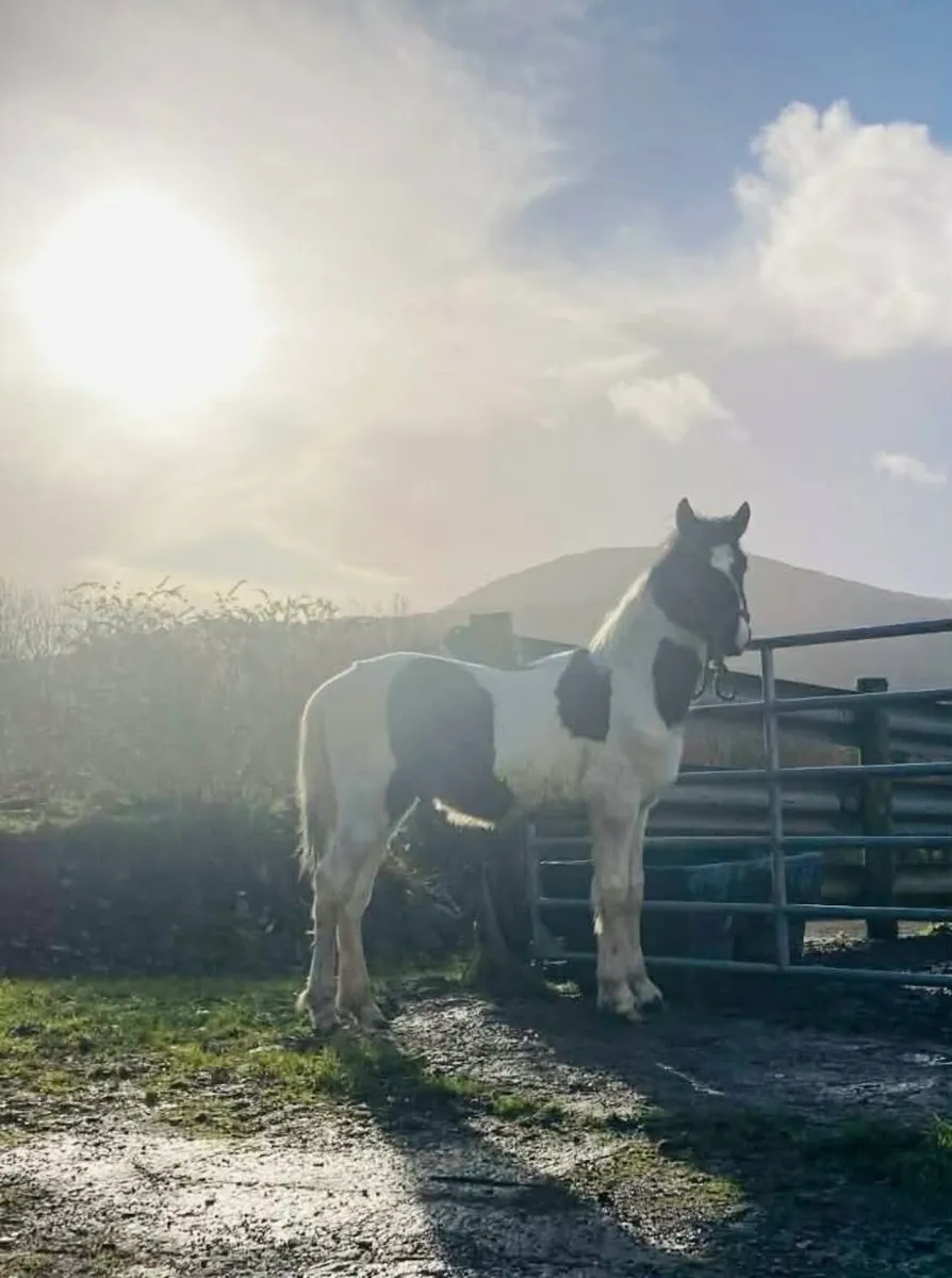 Half bred colt - Image 1