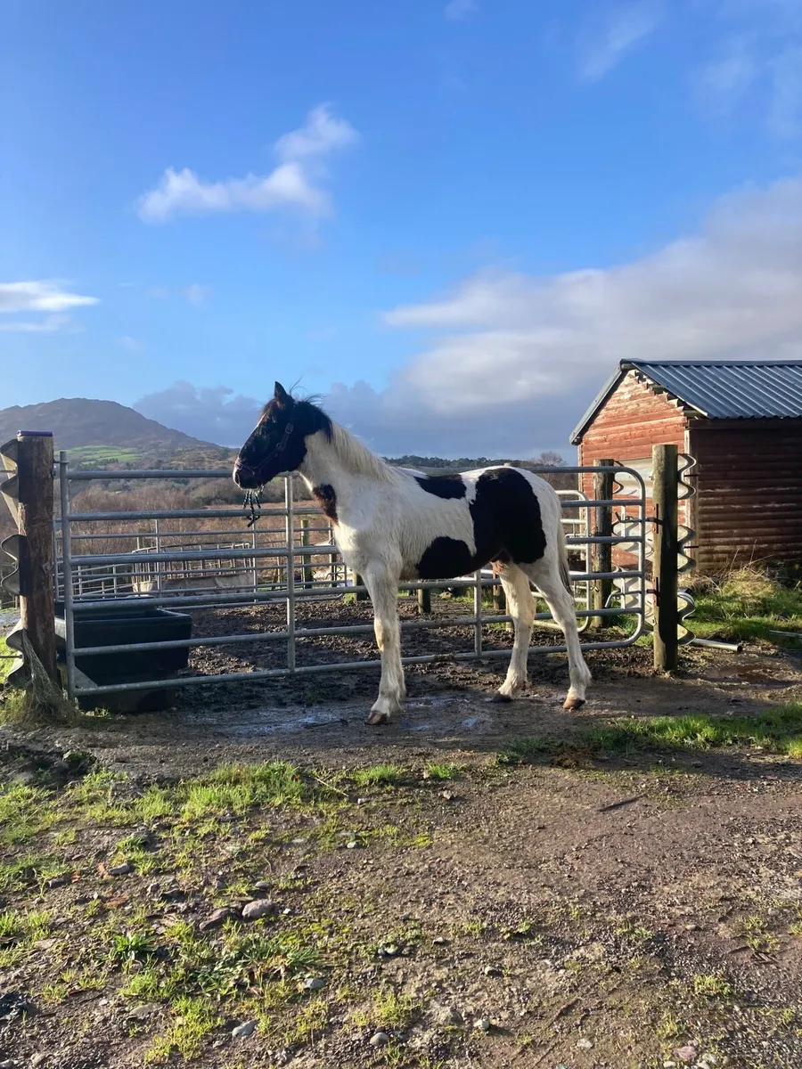 Half bred colt - Image 2