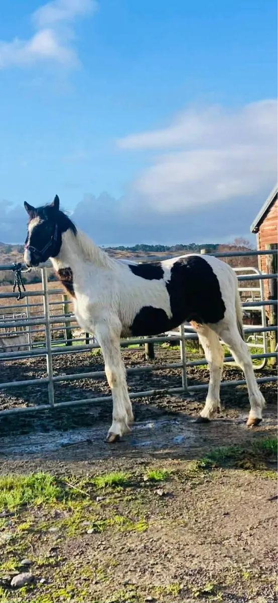 Half bred colt - Image 3