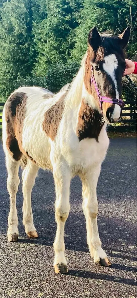 Half bred colt - Image 4