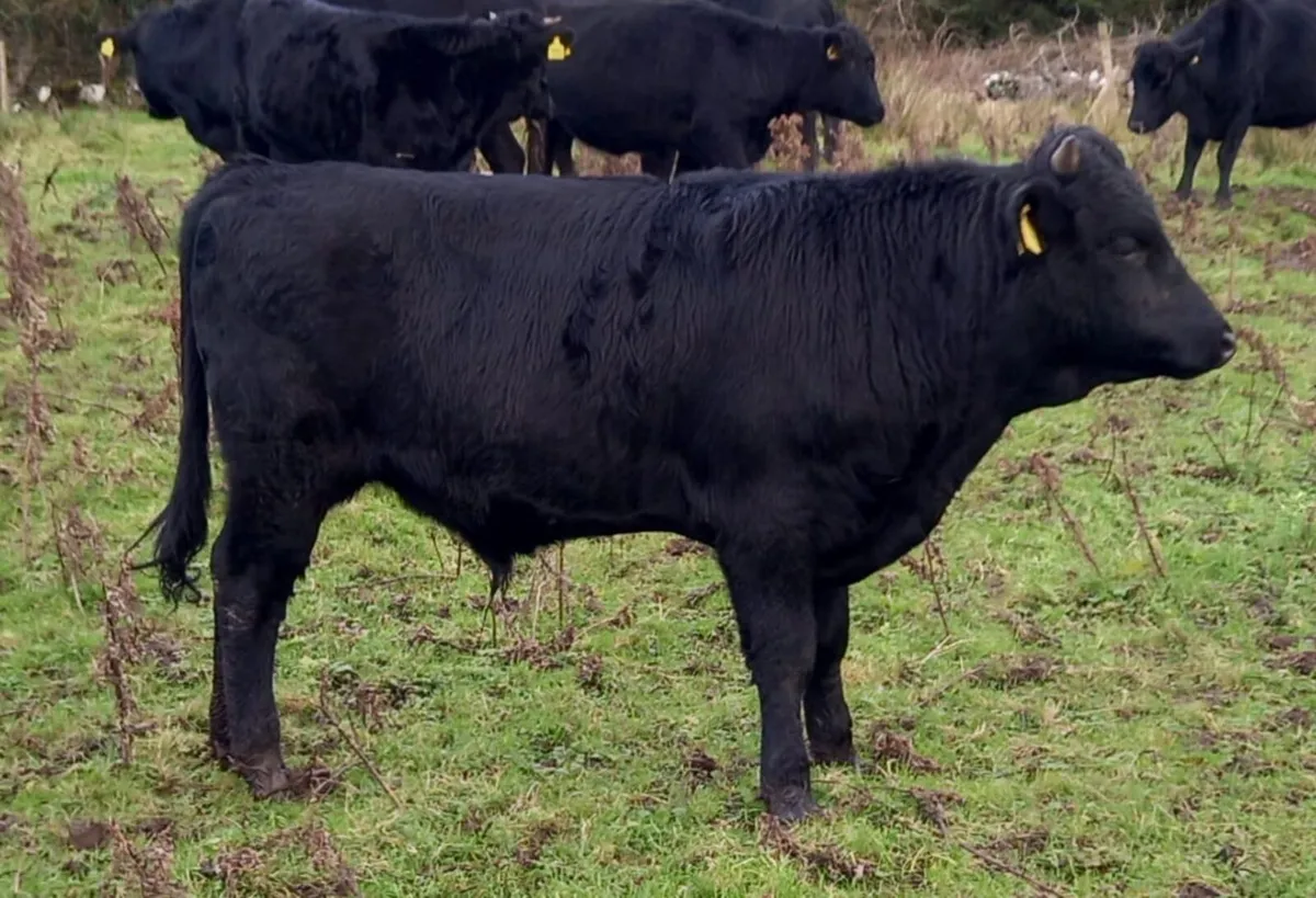 Kerry Bull weanlings - Image 1
