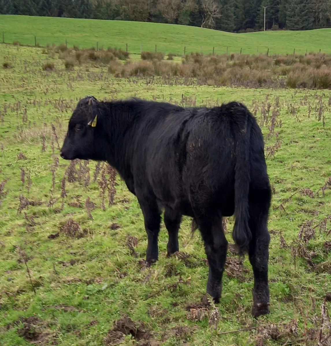 Kerry Bull weanlings - Image 2