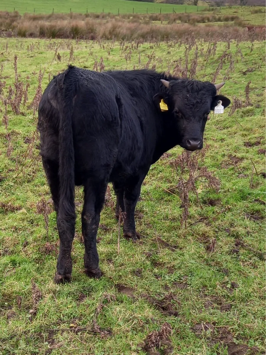 Kerry Bull weanlings - Image 3