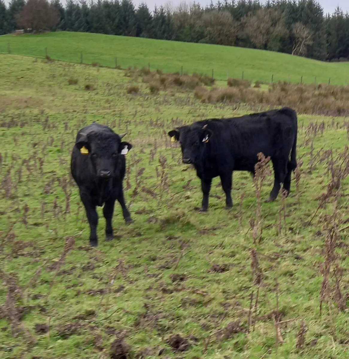 Kerry Bull weanlings - Image 4