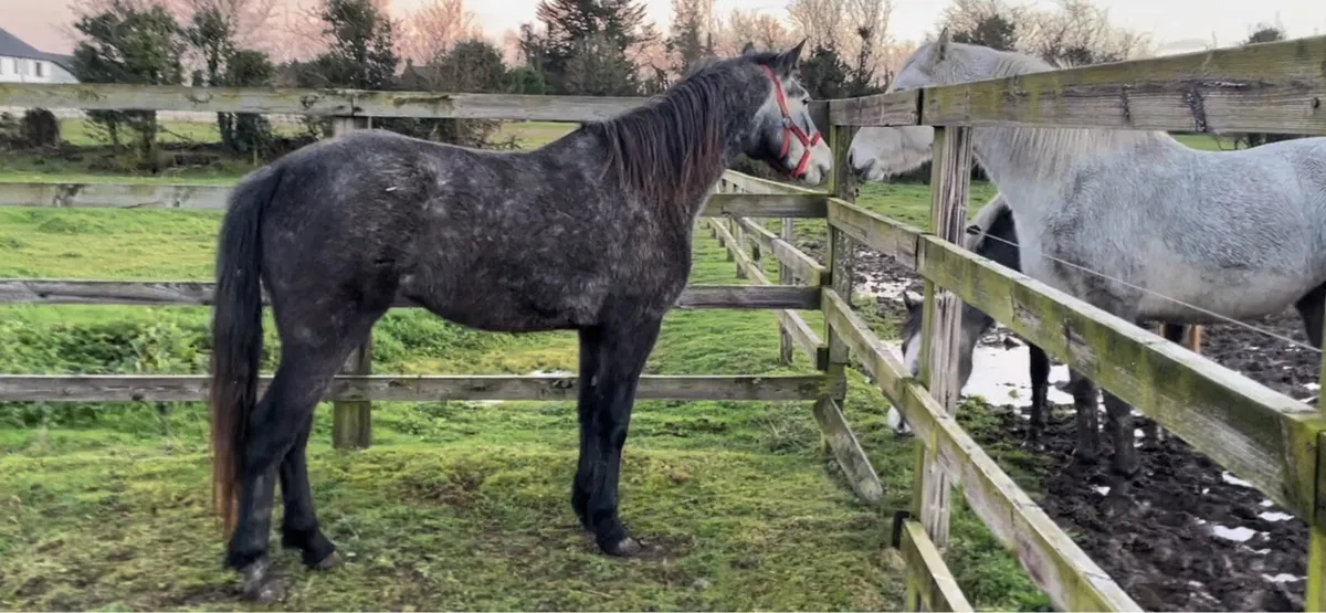 3 yo. (2022)Registered connemara filly. - Image 1