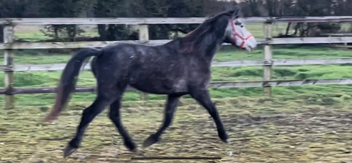 3 yo. (2022)Registered connemara filly. - Image 2