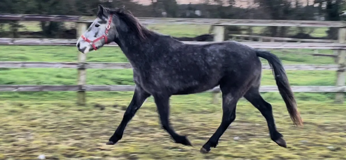 3 yo. (2022)Registered connemara filly. - Image 3
