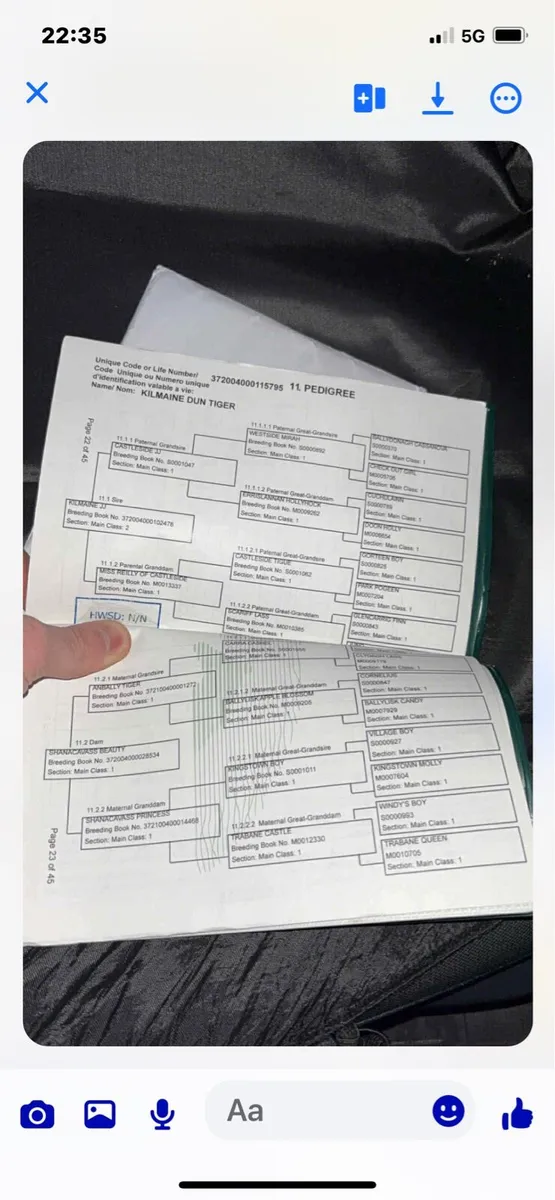 3 yo. (2022)Registered connemara filly. - Image 4